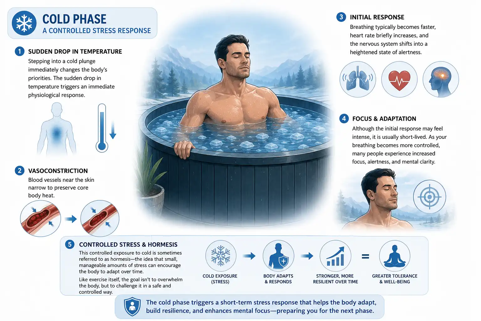 Educational diagram illustrating the cold phase of contrast therapy, showing how cold water immersion triggers vasoconstriction, activates the body's short-term stress response, encourages controlled breathing, and promotes focus, resilience, and adaptation.