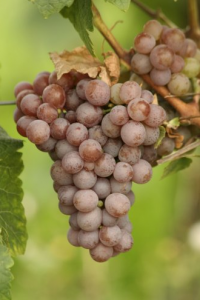 Gewürztraminer grapes