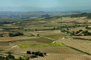 Vineyards in Rioja