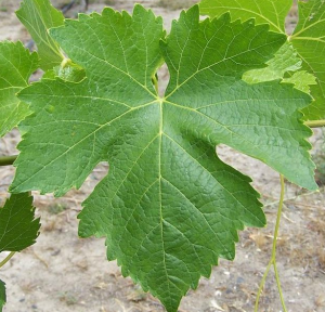 beautiful Syrah leaf